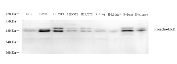 Phospho-ERK 1/2 (Thr202/Tyr204) Polyclonal Antibody (E-AB-70310)
