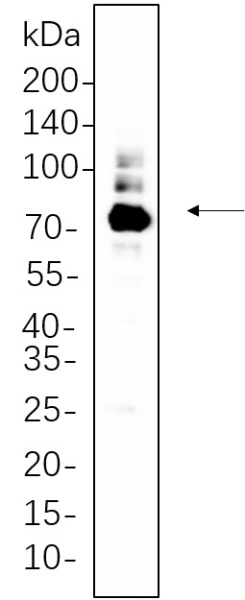 Recombinant PKC α Monoclonal Antibody (AN300721L)