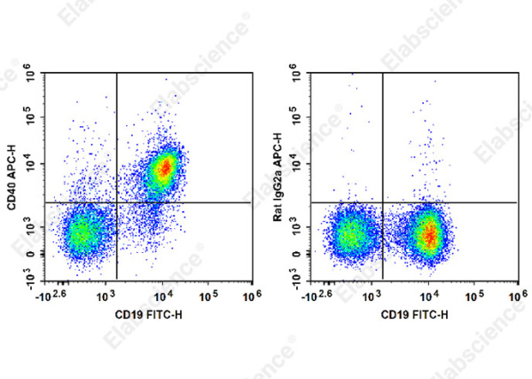 APC Anti-Mouse CD40 Antibody[FGK4.5/FGK45] (E-AB-F1028E)