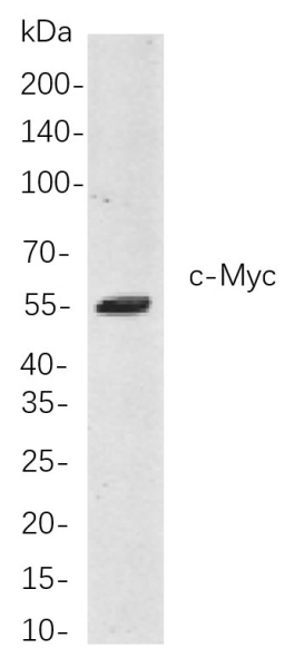 Recombinant c-Myc Monoclonal Antibody (AN301056L)
