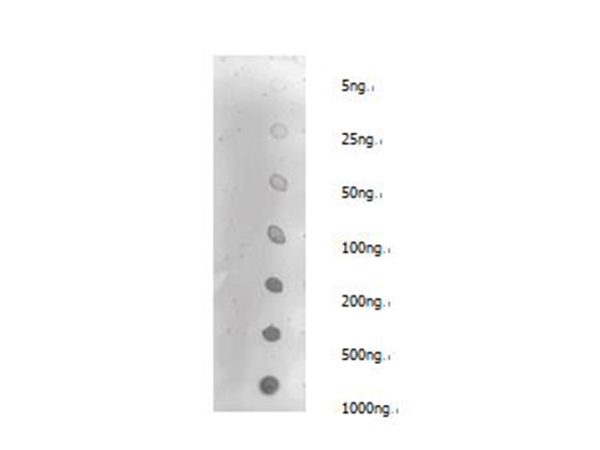 Dimethyl-Lysine Polyclonal Antibody (E-AB-40541)
