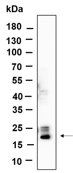 Recombinant Histone H3 (Tri Methyl Lys4) Monoclonal Antibody (AN300658L)