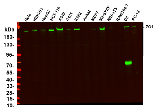 Recombinant ZO1 Monoclonal Antibody (AN300738L)