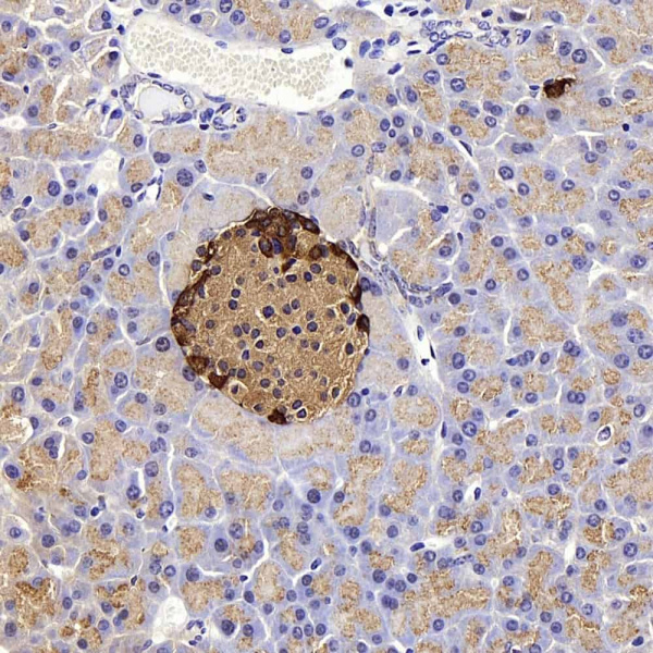 GCG Polyclonal Antibody (E-AB-70318)