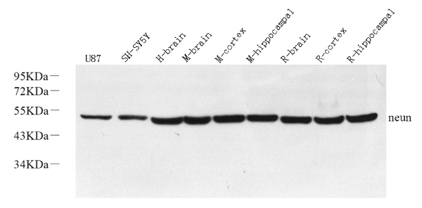 RBFOX3 Polyclonal Antibody (E-AB-70331)