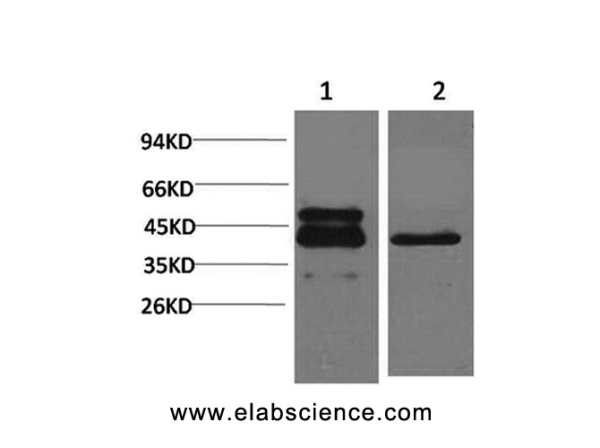 CREB1 Monoclonal Antibody (E-AB-22113)