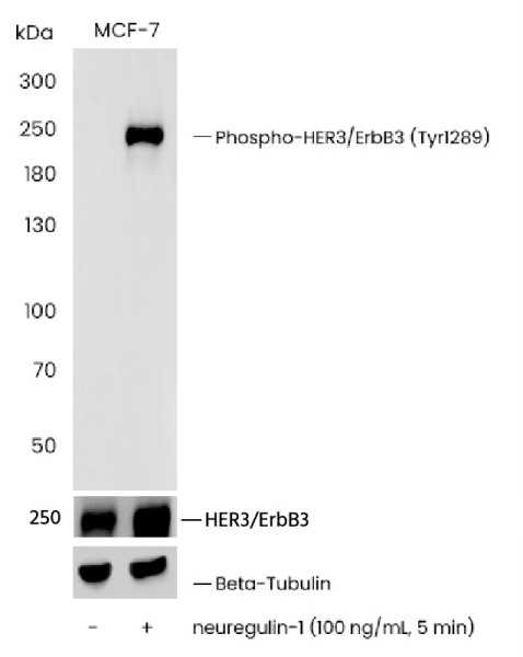 Recombinant Phospho-HER3/ErbB3 (Tyr1289) Monoclonal Antibody (AN300020L)
