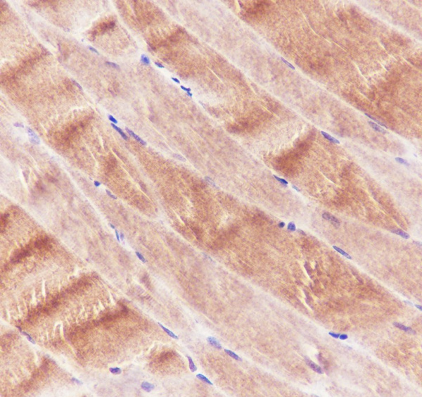 Recombinant Ryanodine Receptor Monoclonal Antibody (AN301983L)
